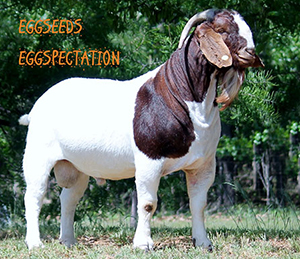 Eggseeds Expectations